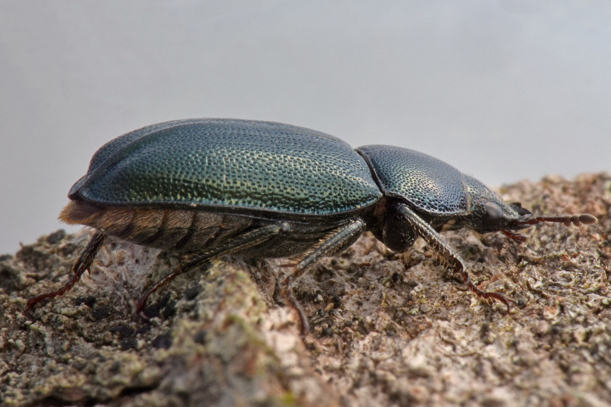 Lucanidae: Platycerus caraboides, femmina